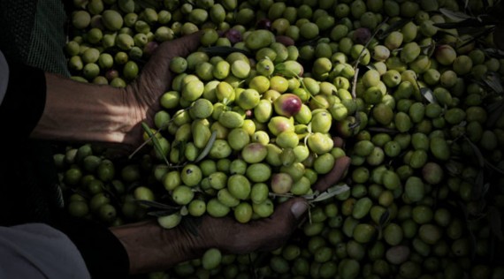 L'olio EVO previene i tumori